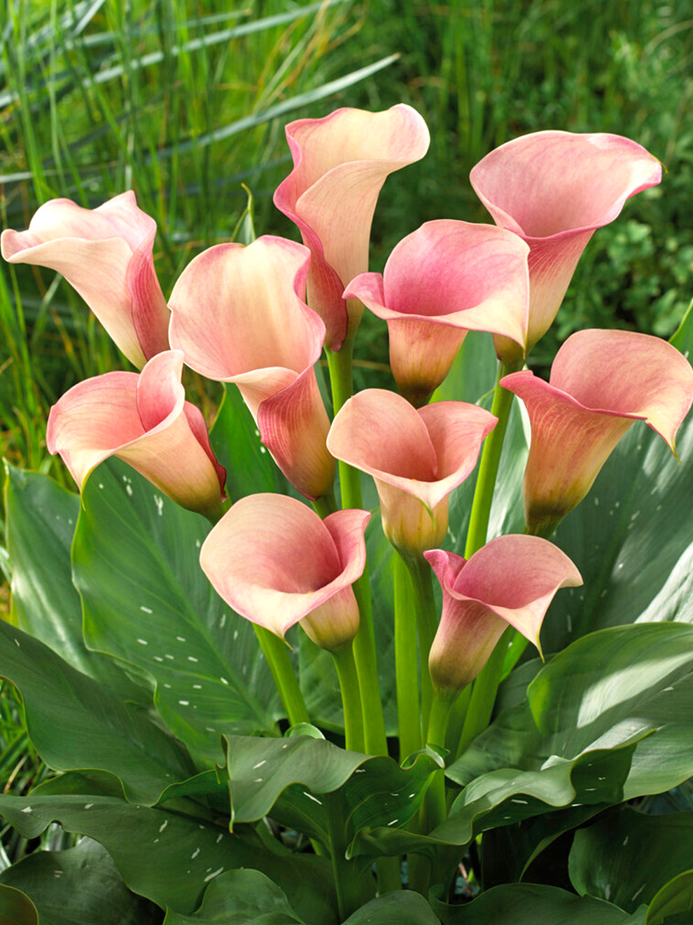 calla lily plant information Calla Lily Captain Rosette