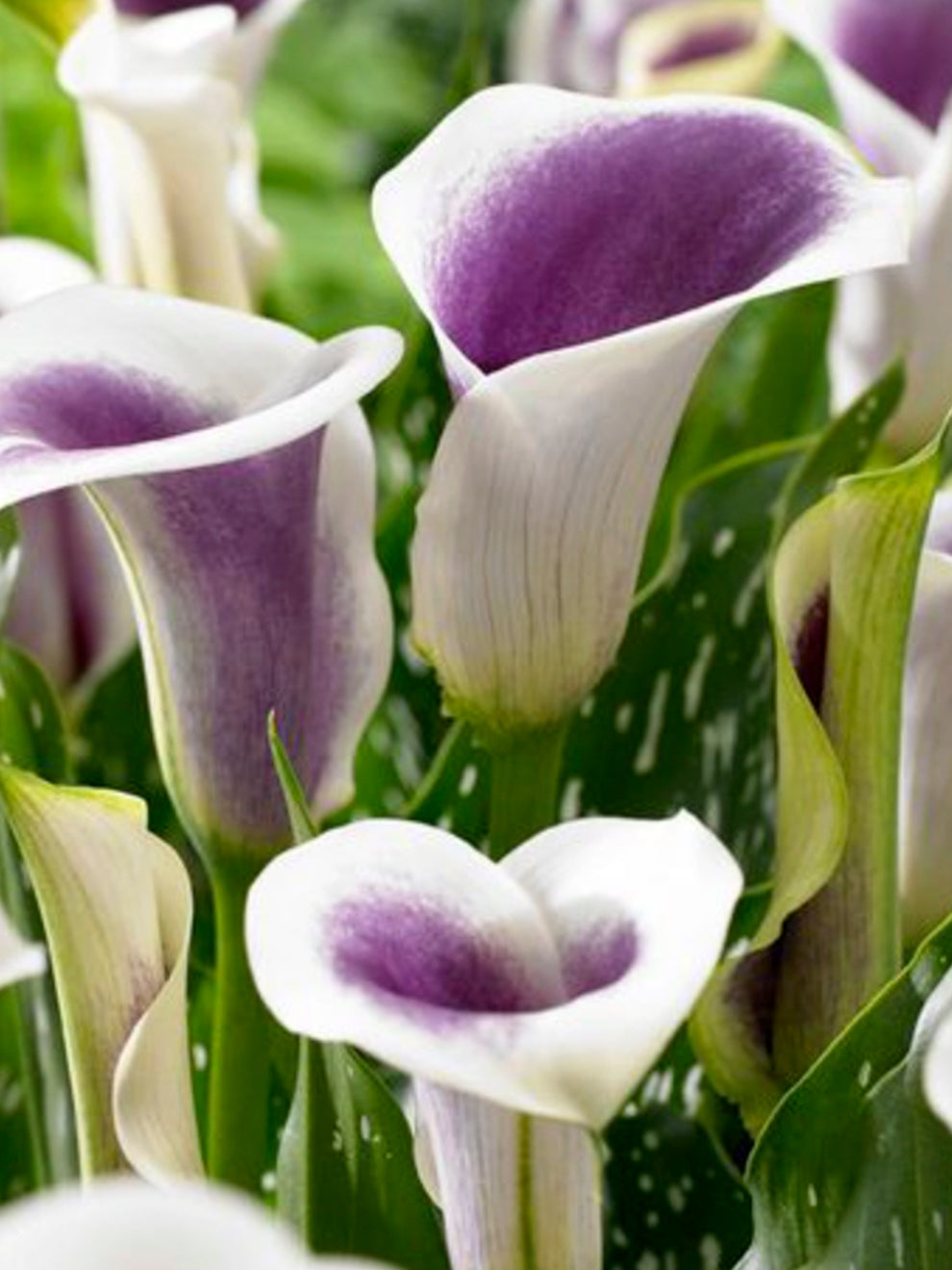 Purple Calla Lily Flower