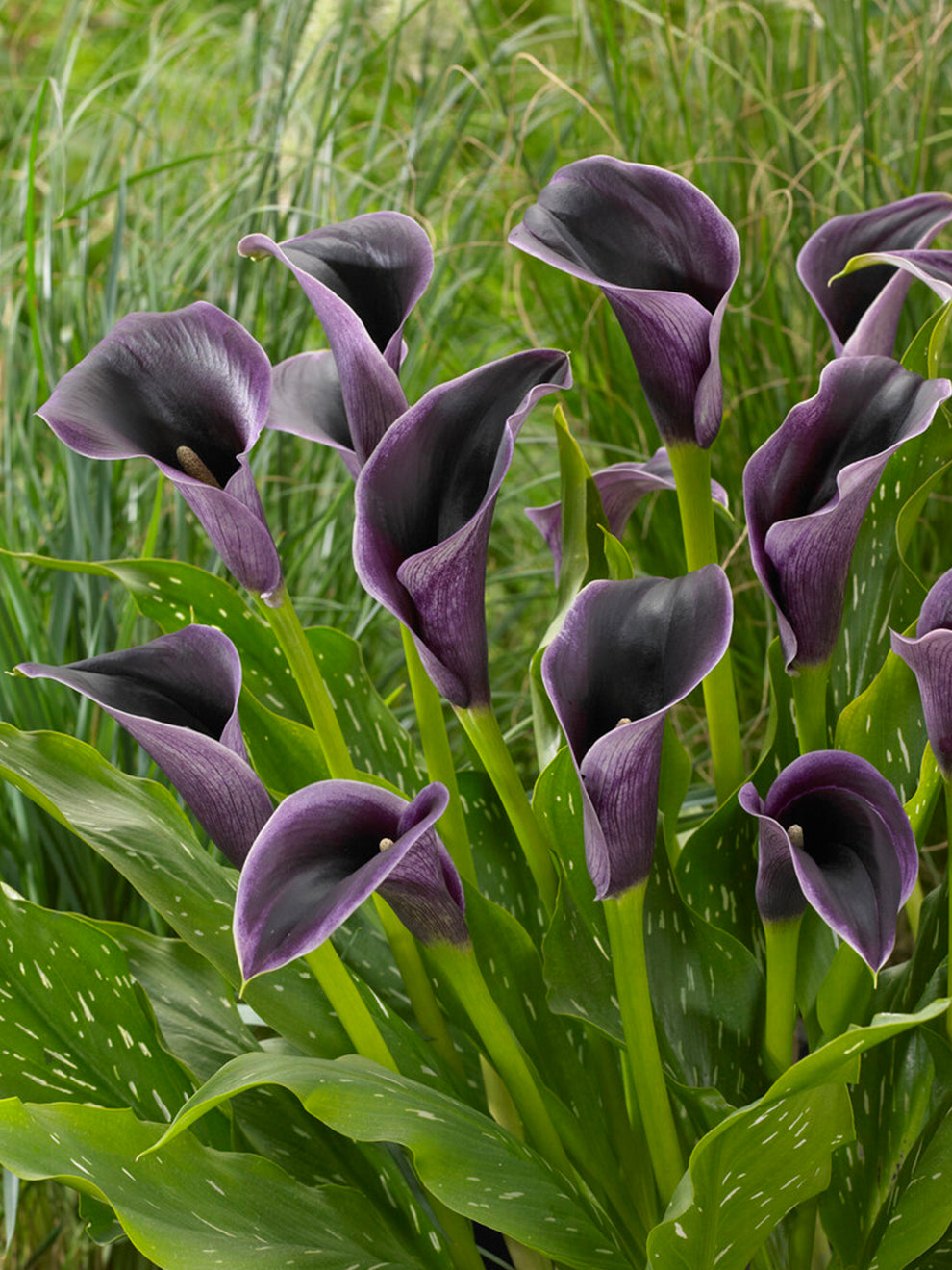 caillou lily flower Calla Lily Akela