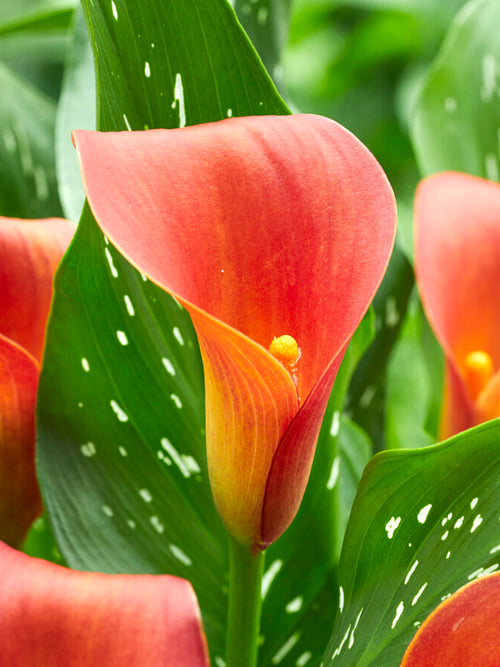 Calla Lily Bulbs Bloody Mary