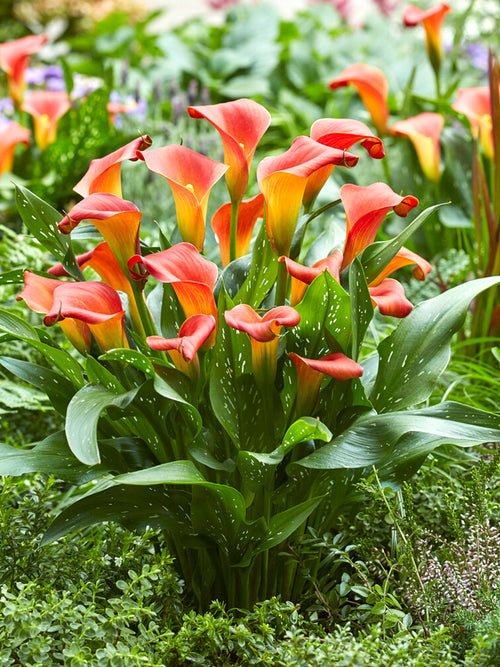 Calla Lily Bulbs Bloody Mary