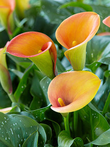 Calla Lily Captain Brunello