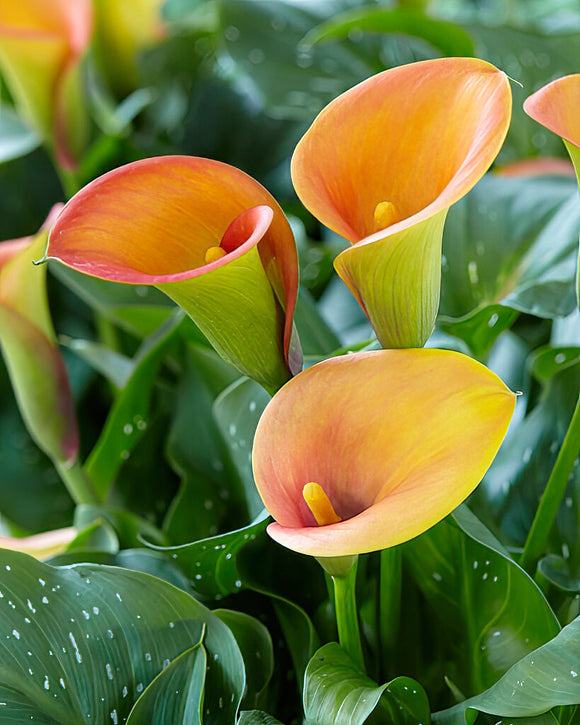 Calla Lily Bulbs Captain Brunello