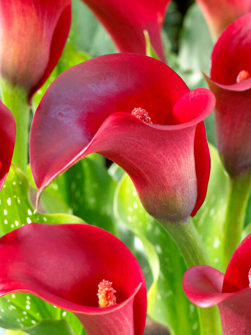 Calla Lily Bulbs Callafornia