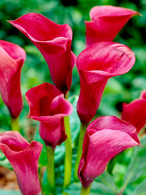Calla Lily Bulbs Callafornia