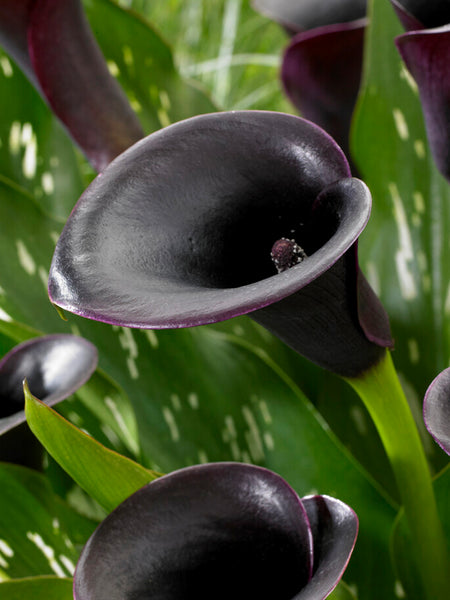 black arum lily flower Calla Lily Cantor