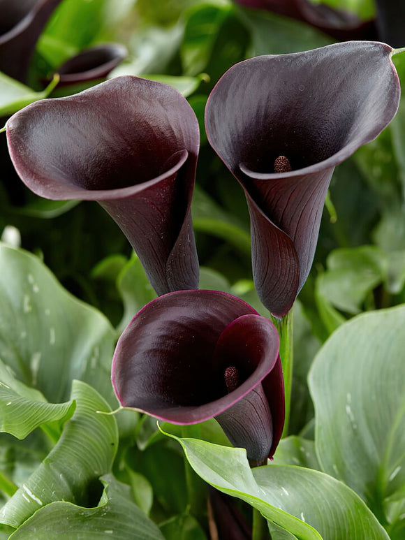 Calla Lily Captain Beretta