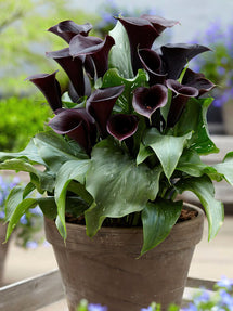 Calla Lily Captain Beretta