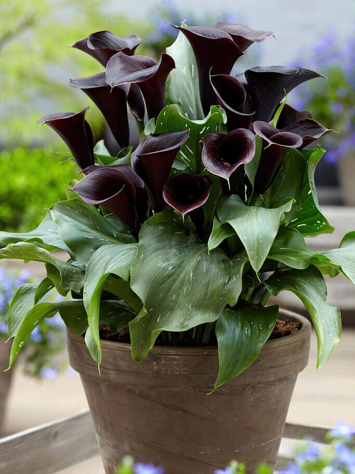 Calla Lily Captain Beretta Bulbs