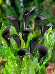 Calla Lily Captain Carrera