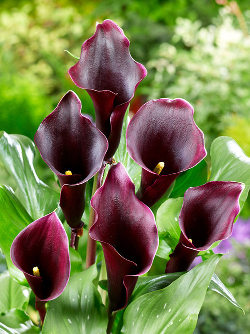 Calla Lily Captain Caruso