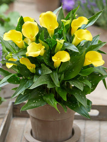 Calla Lily Captain Dynamo