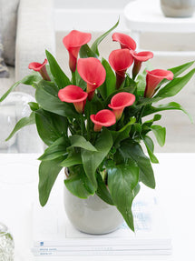 Calla Lily Captain Hollywood