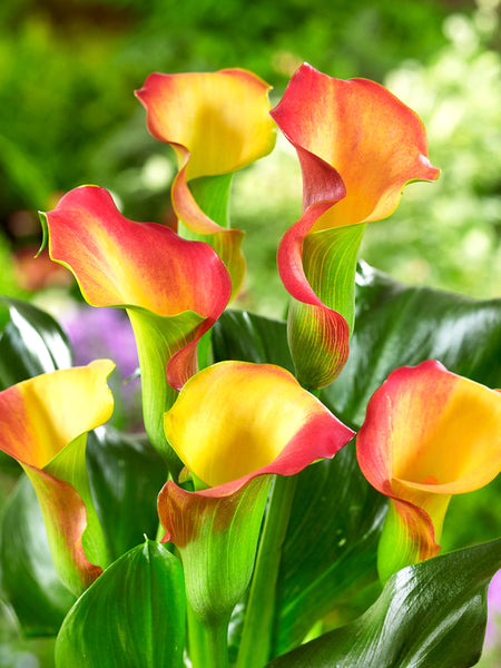 Calla Lily Captain Lido | DutchGrown™