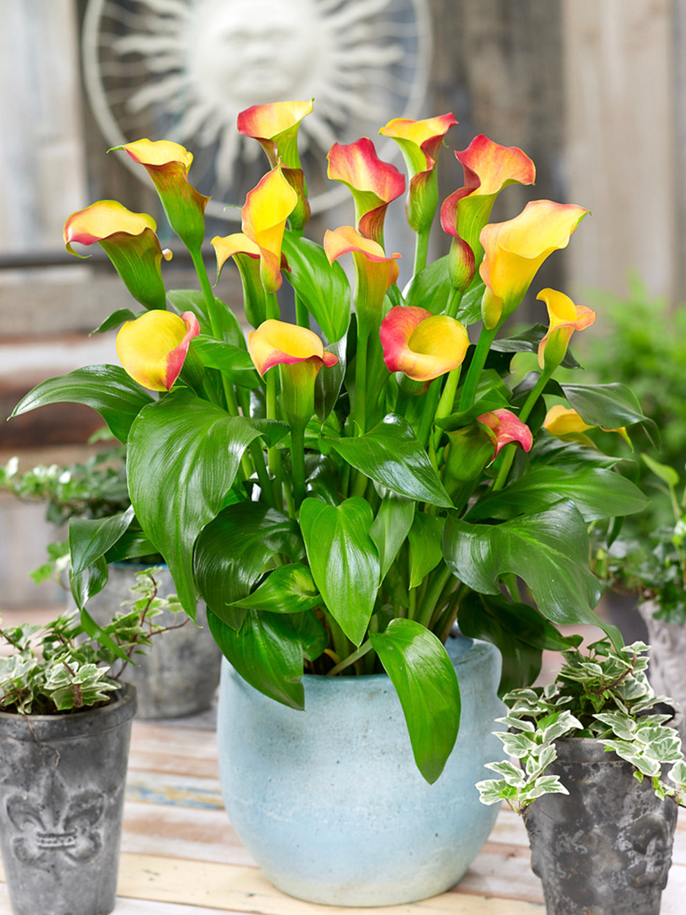 Calla Lily Captain Lido | DutchGrown Calla Lily Captain Lido | DutchGrown