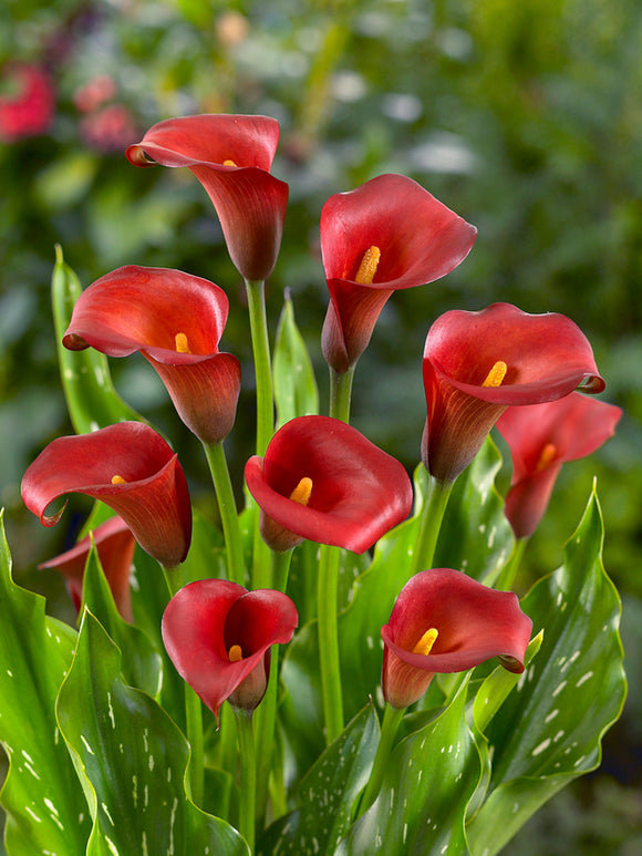 Calla Lily Captain Morgan