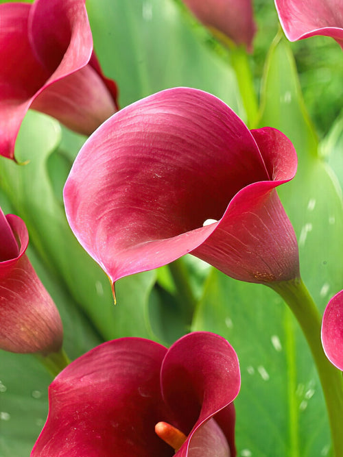 Calla Lily Bulbs Captain Promise