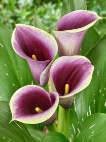 Calla Lily Captain Ranomi