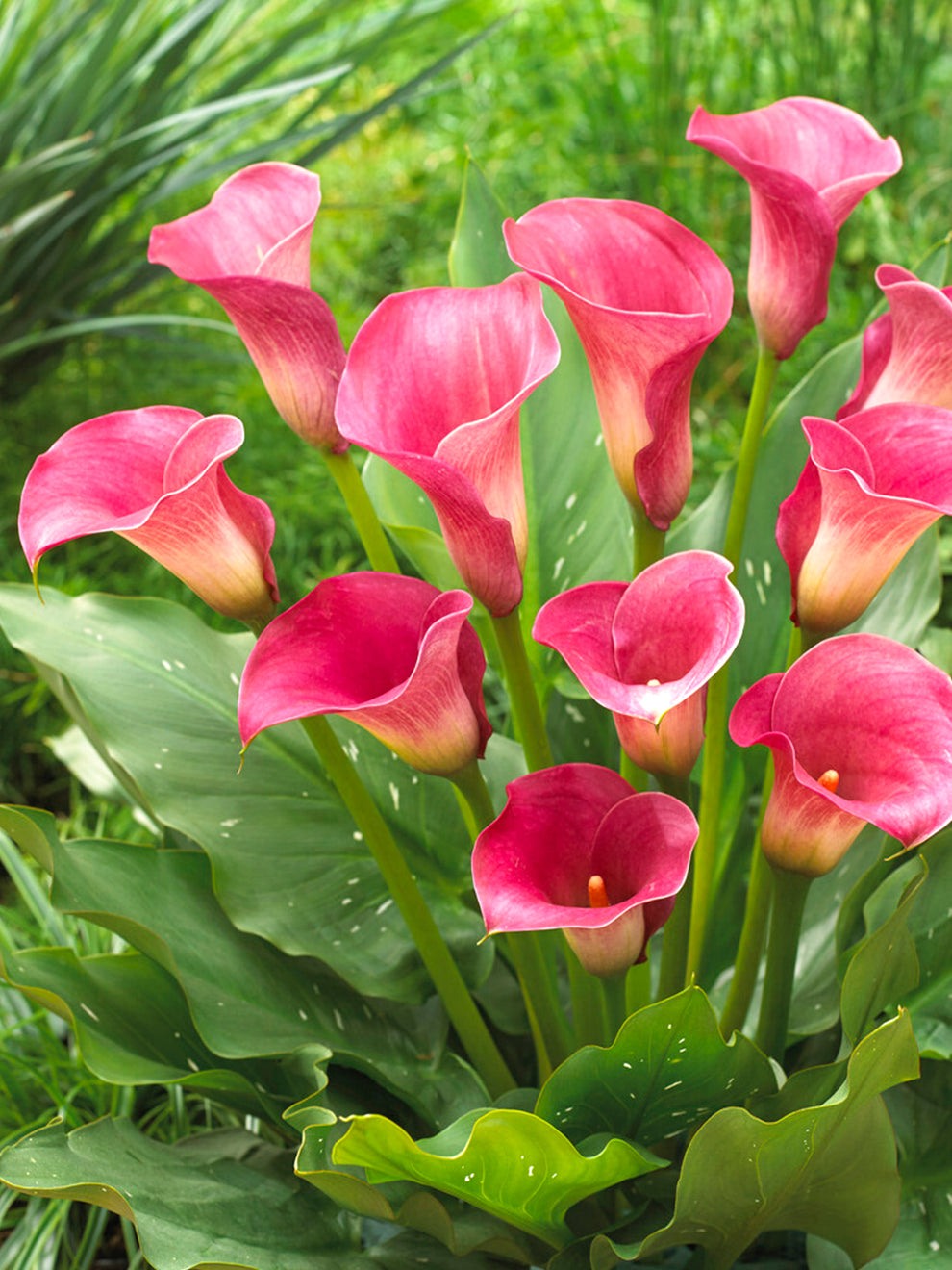 caillou lily flower Calla Lily Captain Romance Bulbs