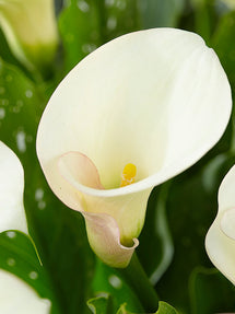 Calla Lily Captain Ventura