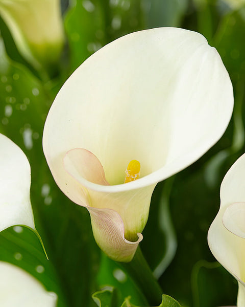 kali lily flower Calla Lily Captain Ventura