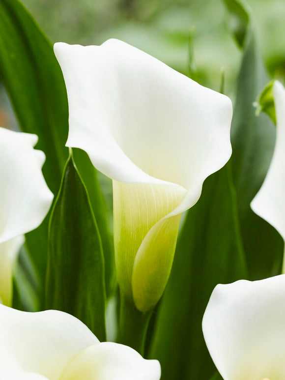 Calla Lily Crystal Clear - Calla Lily Bulbs