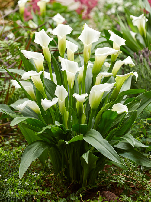 Calla Lily Crystal Clear - Calla Lily Bulbs