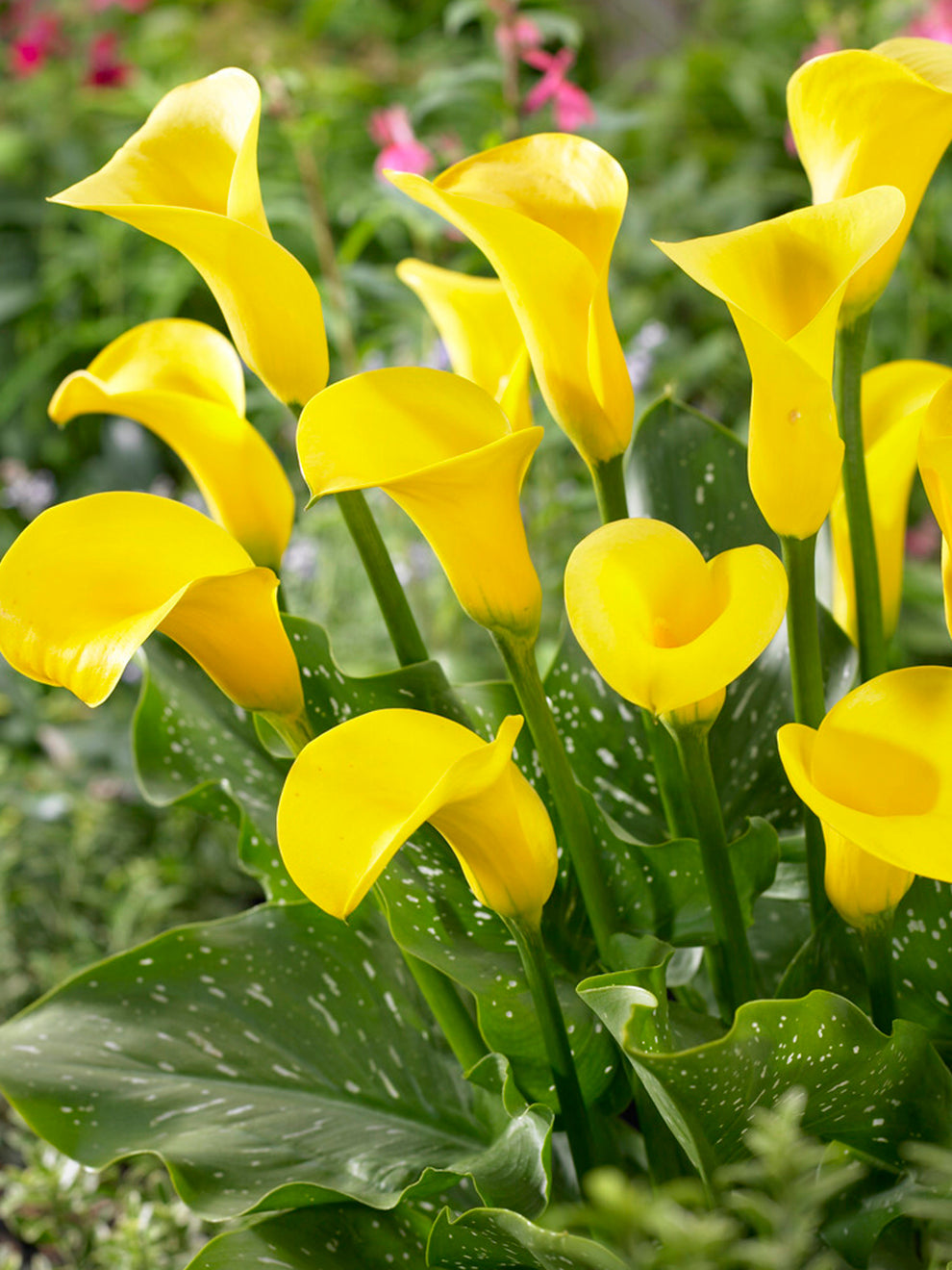 lily cup flower Calla Lily Goldcup Bulbs
