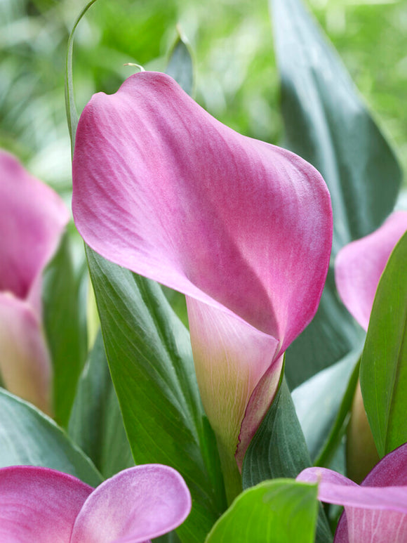 Calla Lily Grape Velvet bulbs