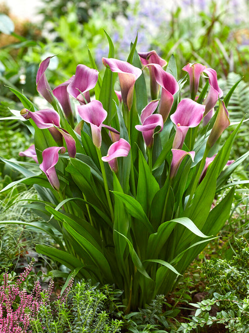 Calla Lily Grape Velvet bulbs