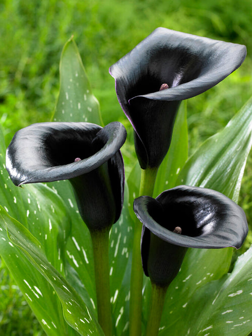 Calla Lily Bulbs La Paz - Black Calla Lilies