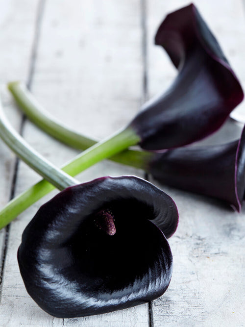 Black Calla Lily La Paz - Calla bulbs