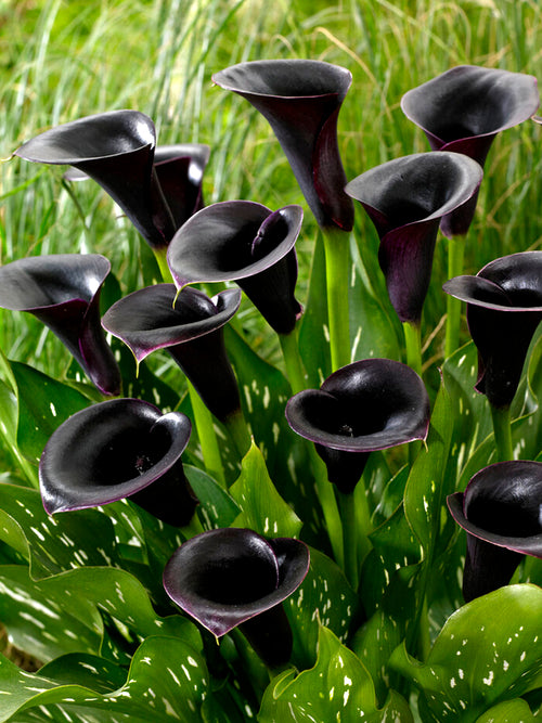 Calla Lily Bulbs La Paz - Black Calla Lilies
