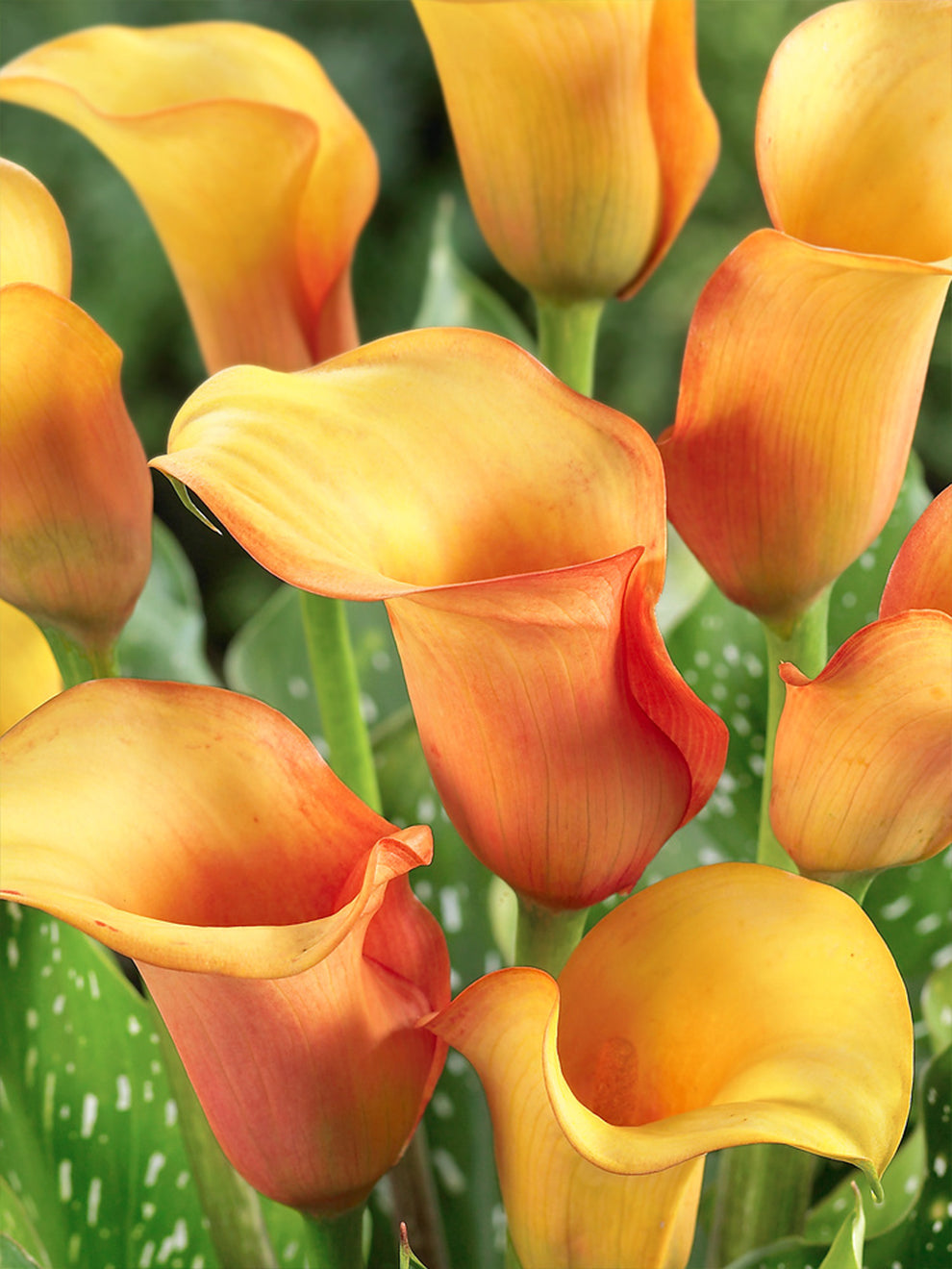 Calla Lily Lady Marmelade DutchGrown™