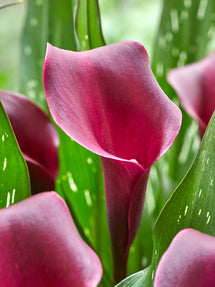 Calla Lily Macau