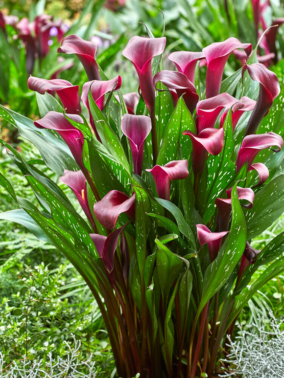 Calla Lilies Macau