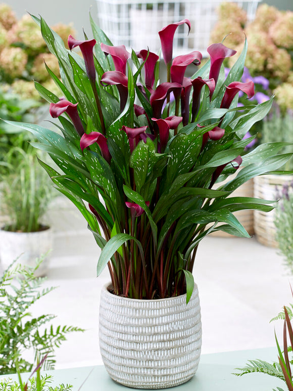 Calla Lilies Macau