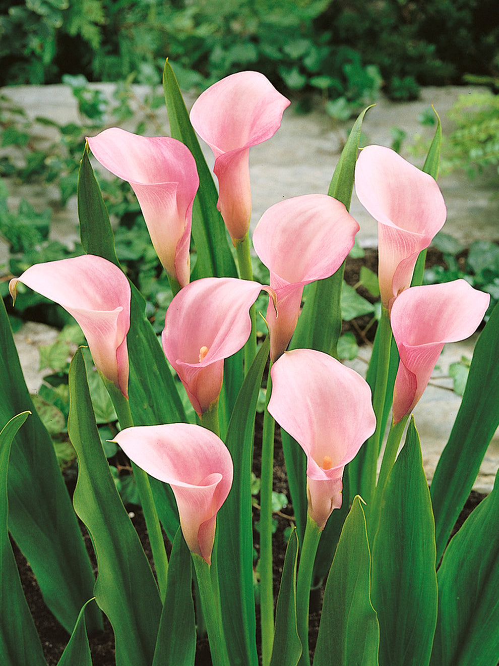 Calla Lily Manila DutchGrown™