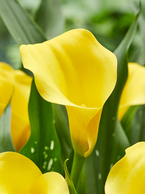 Calla Lily Monte Carlo - Yellow Calla Lilies