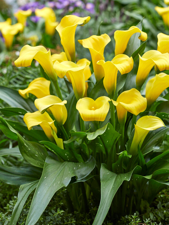 Calla Lily Monte Carlo - Yellow Calla Lilies