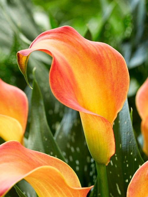 Calla Lily Morning Sun