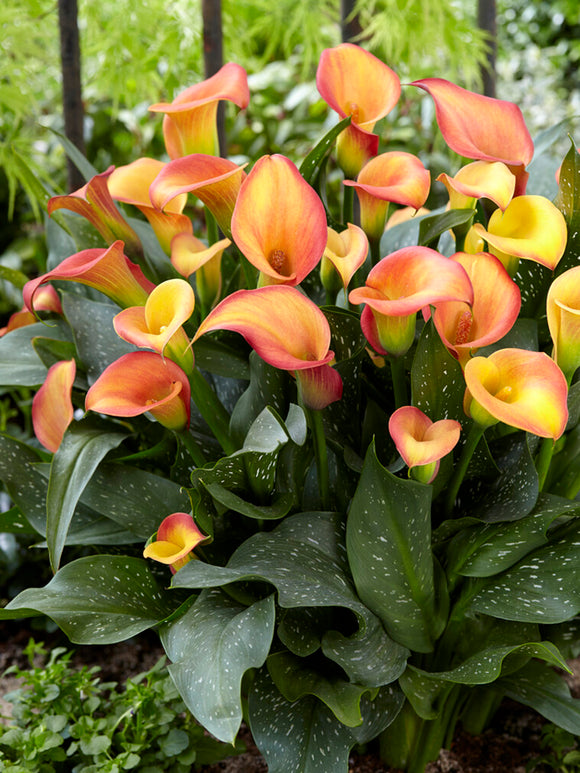 Calla Lily Morning Sun