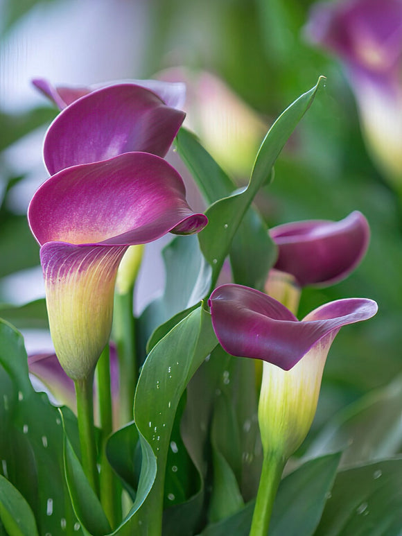 Calla Lily Nashville bulbs for spring planting and shipping to UK