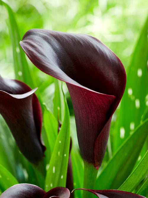 Calla Lily Bulbs Odessa - Black Calla Lilies