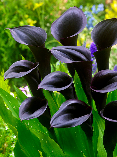 Calla Lily Bulbs Odessa - Black Calla Lilies
