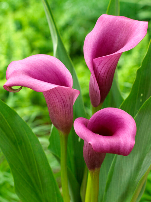 Calla Lily Paco - Purple Calla Lily