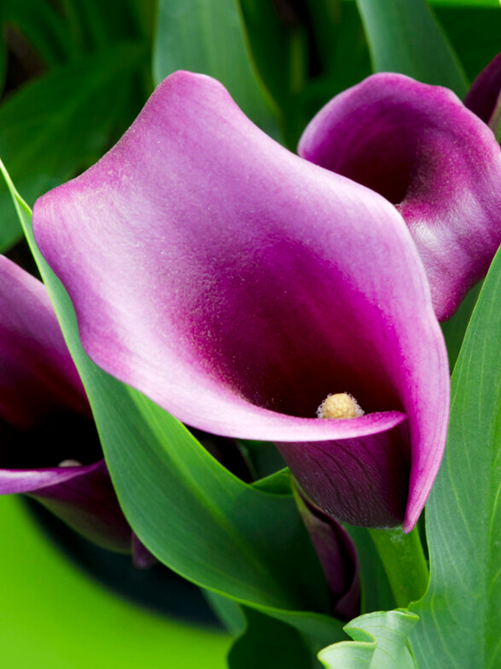 Purple Calla Lily