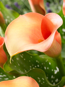 Calla Lily Peach Pearl