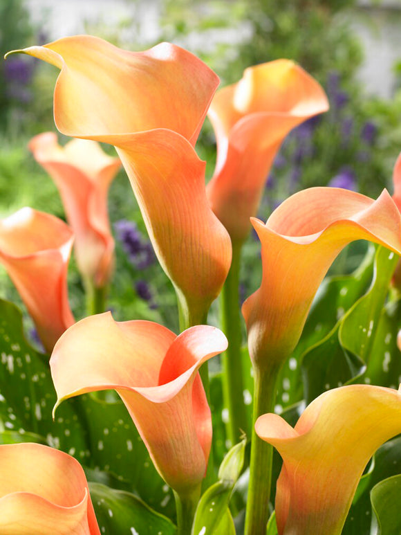 Calla Lily Peach Pearl - orange calla lily bulbs