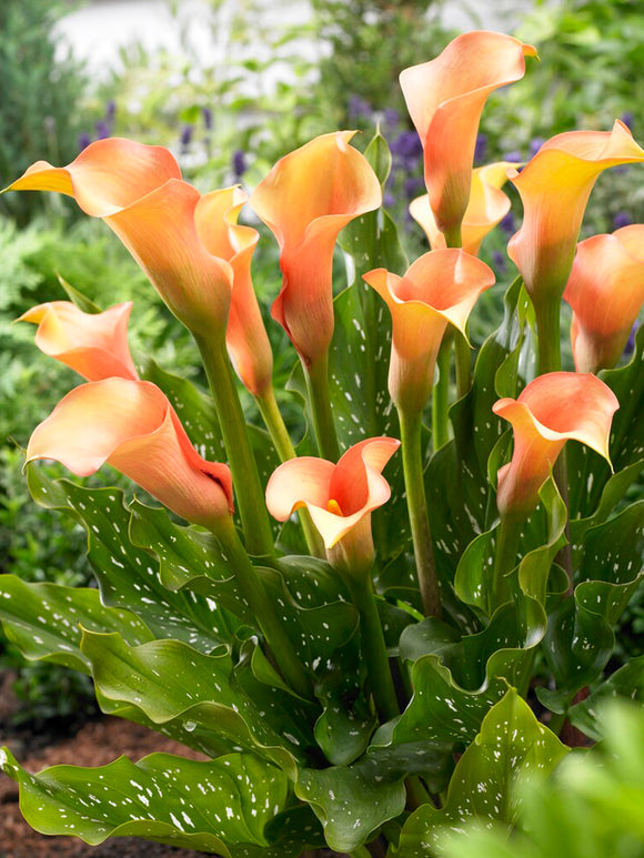 Calla Lily Peach Pearl - orange calla lily bulbs
